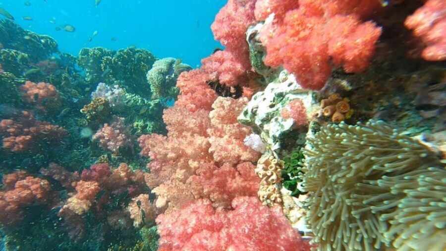 Koh Lipe: Longtail Boat Snorkeling Trip Program A - A Full Breakdown of the Itinerary and Experience