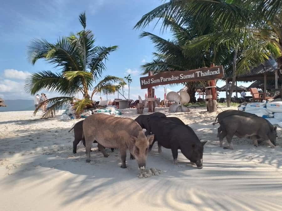 Koh Samui: Island Hopping Adventure in Coral and Pig Island - Stop 1: Koh Madsum (Pig Island)
