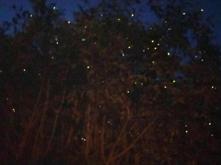 Kuala Lumpur: Kuala Selangor Fireflies and Blue Tears Tour - The Practicalities and What You Should Know