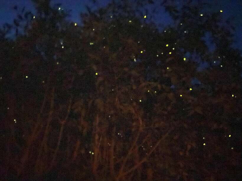 Kuala Lumpur: Kuala Selangor Fireflies and Blue Tears Tour - The Practicalities and What You Should Know