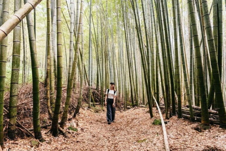 Kyoto: 3-Hour Fushimi Inari Shrine Hidden Hiking Tour - What Makes This Tour a Good Value?