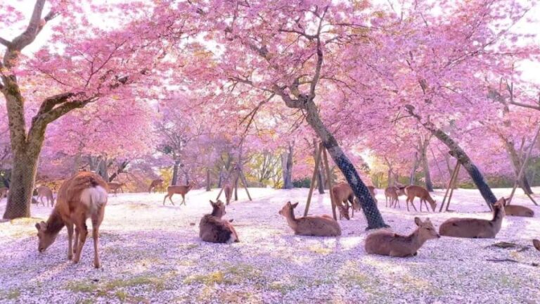 Kyoto/Osaka: Kyoto and Nara Customized Private Guided Tour - Authentic Experiences and Practical Tips