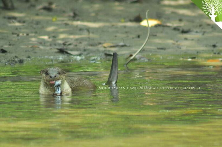 Langkawi: 6-Hour Kilim Mangrove Boat Tour w/ Lunch & Pickup - Why It Works for Different Travelers