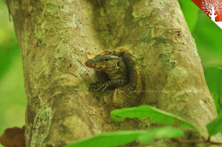 Langkawi: Kilim River Mangrove Safari Kayaking Tour - An In-Depth Look at the Kilim River Kayaking Tour