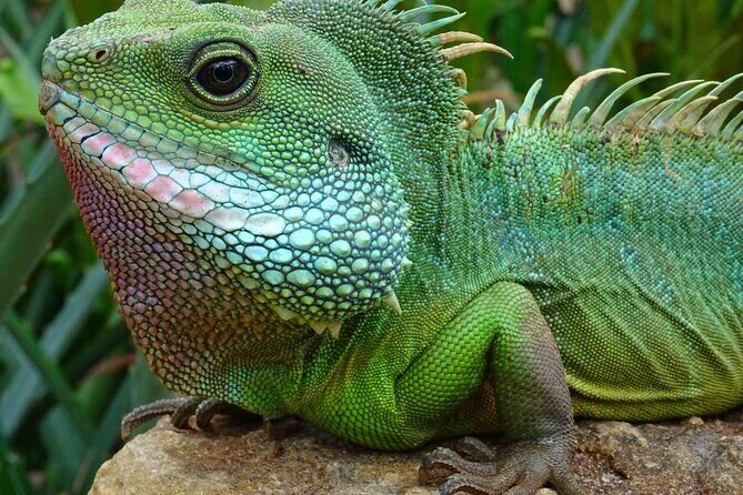 Mangrove Cay And Iguana Island Venture In Turks And Caicos Island - Detailed Breakdown of the Itinerary