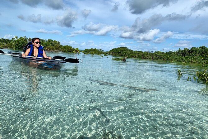 Mangrove Clear Kayak Tour - What Makes This Tour Stand Out?