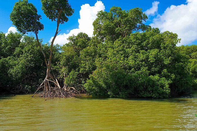 Mangrove Guided Tour - What the Reviews Say