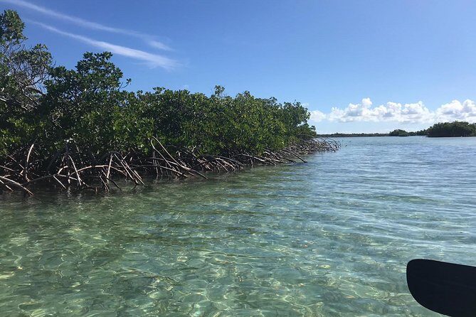 Mangrove & Iguana Clear Kayak Tour - The Sum Up