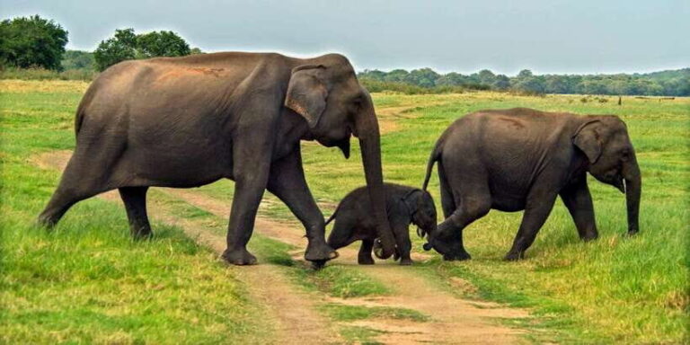 Minneriya: Minneriya National Park Private Safari - What to Expect: Wildlife, Scenery, and Experience
