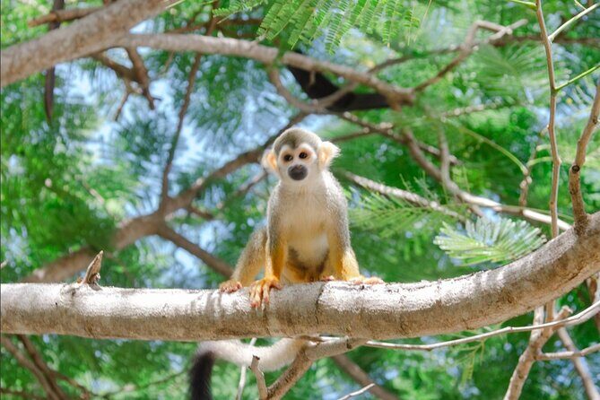 Monkey House VIP Experience with 4 species of monkeys, Punta Cana - The Day-to-Day Itinerary