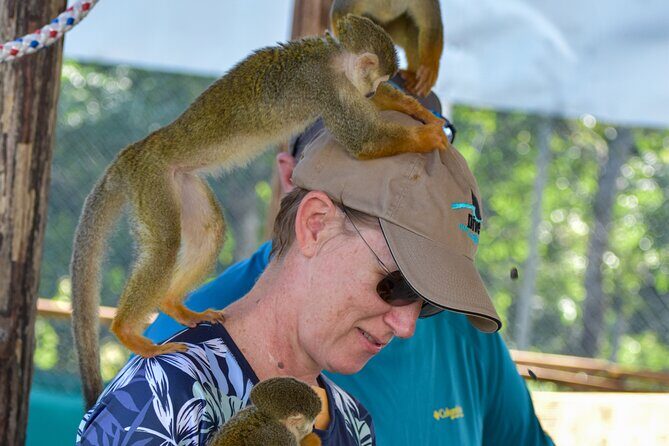 Monkey Mania Puerto Plata - Why Travelers Love This Tour