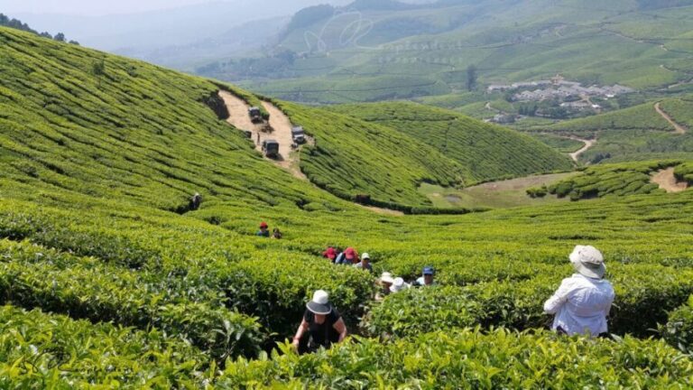 Munnar Private Day Trip - Exploring Munnar’s Highlights