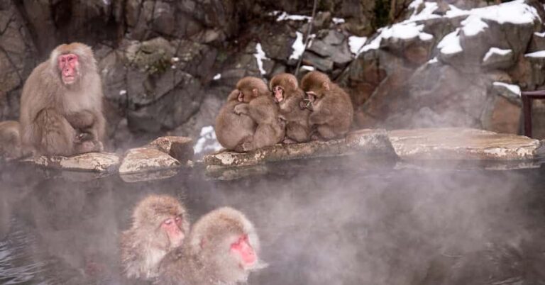 Nagano/Tokyo: Snow Monkey and Zenkoji Temple Private Tour - Authentic Experiences and Insights from Travelers