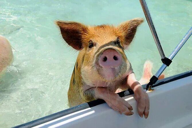 Nas: 3 islands Tour ,snorkel, Turtles, pigs and lunch - Authentic Experiences and Highlights