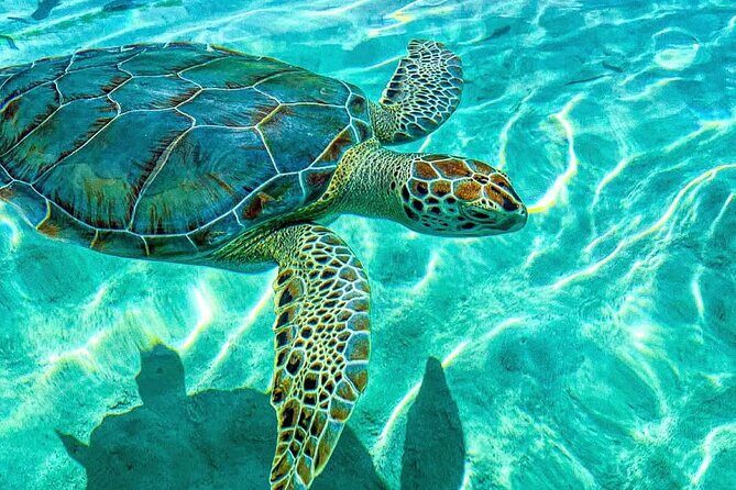 Nassau: 3 islands Pigs,Turtles,Snorkel & Beach Club with lunch - Why This Tour Is a Wise Choice