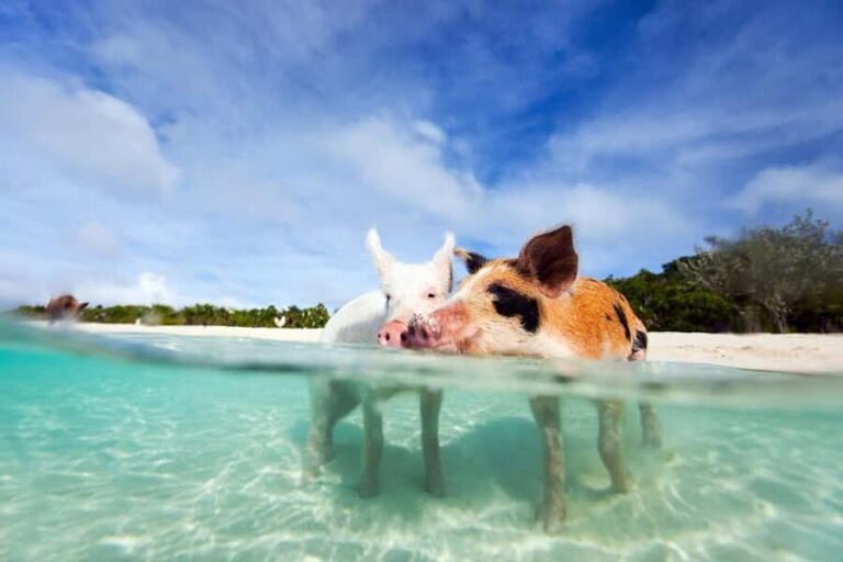 Nassau: 3 Islands Tour, Snorkel, Pig Beach, Turtles & Lunch - What Travelers Can Expect: A Balance of Fun and Nature