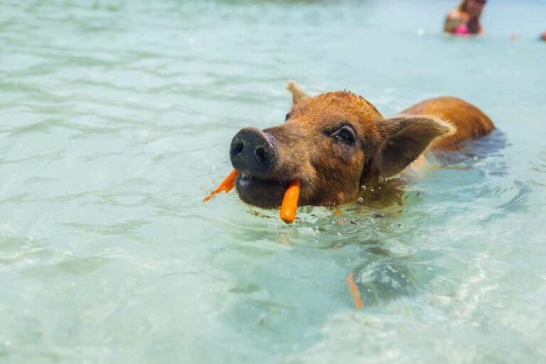 Nassau: Exuma Powerboat Day Trip - The Allure of Wildlife and Scenic Beauty