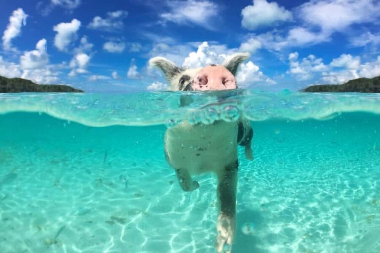 Nassau: Rose 3-Island Tour with Snorkeling and Lunch - Why This Tour Works Well for Different Types of Travelers