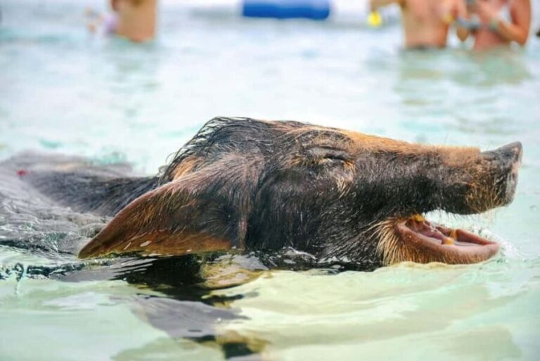 Nassau: Rose Island Swimming Pigs and Beach Day Group Tour - Who Will Love This Tour?