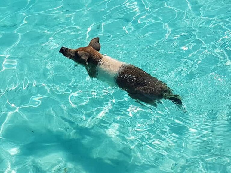 Nassau: Rose Island Swimming Pigs & Turtles Snorkeling Tour - The Practical Side: What to Know Before Booking