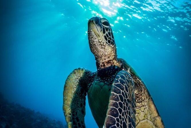 Nassau Shore Excursion: Bahamas Snorkel Adventure - The Sum Up