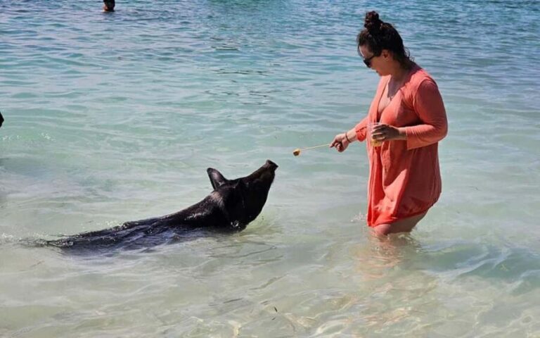 Nassau: Snorkeling, Pig Beach, Swim with Turtles, and Lunch - Final Thoughts: Is It Worth It?