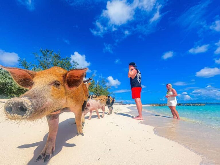 Nassau: Sun Cay and Swimming Pigs Boat Trip with Lunch - Real Traveler Insights and What Sets This Tour Apart