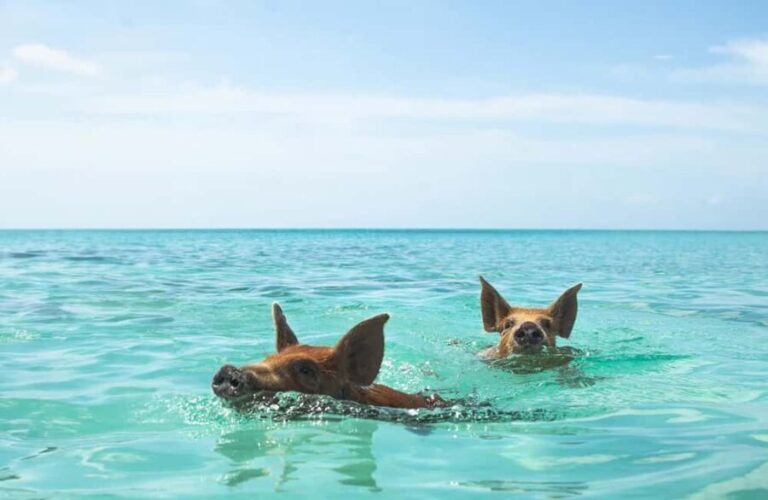 Nassau: Swimming Pigs and Private Beach Club Trip with Lunch - Who Will Love This Tour?