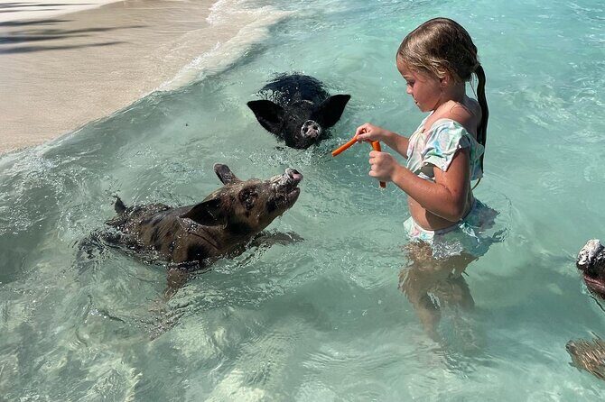 Nassau: Swimming Pigs And Snorkel With Turtles - Why This Tour Works