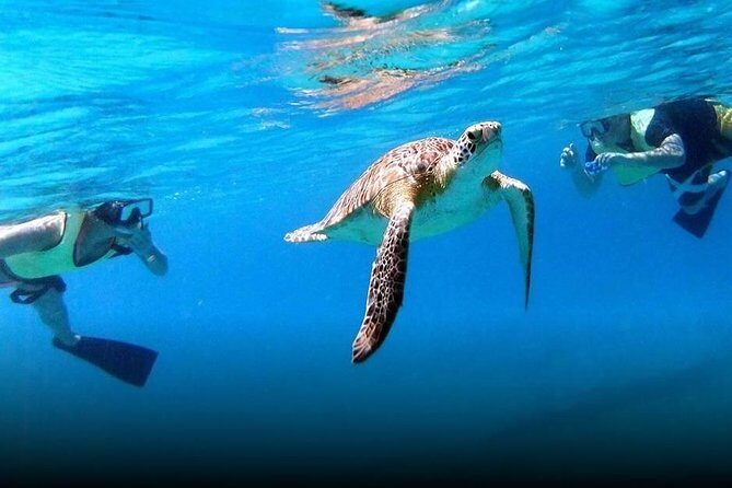 National Park Snorkeling Excursion - An In-Depth Look at the Experience