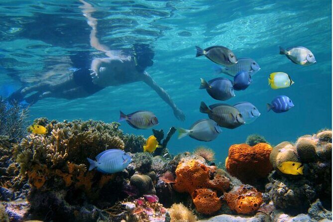 Negril Glass Bottom Boat Tour Snorkeling and Booby Cay - The Value of This Tour