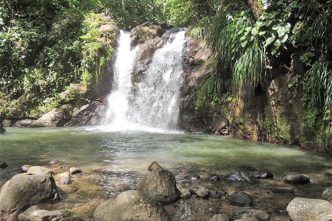 North Island Tour And Martinique Best Secret - Route de la Trace: Into the Rainforest