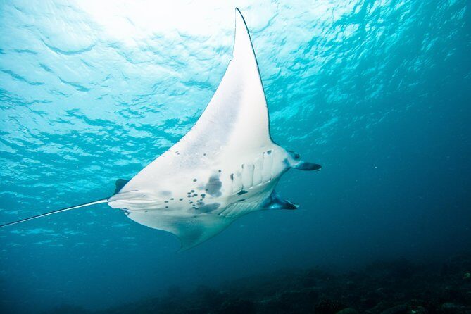 Nusa Penida Three Dives Trip for Certified Divers - The Sum Up
