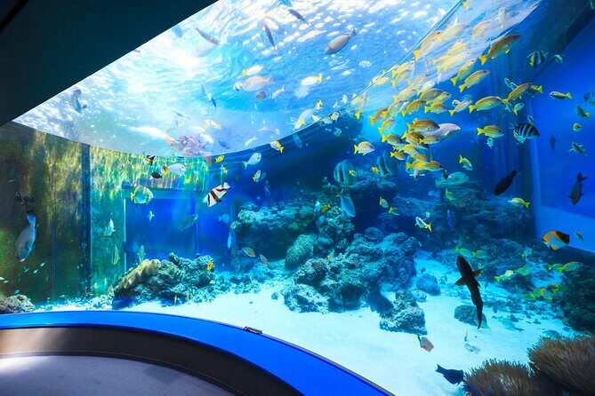 Okinawa Hip-hop Bus B Course Tour (Okinawa Churaumi Aquarium) - Transportation and Comfort