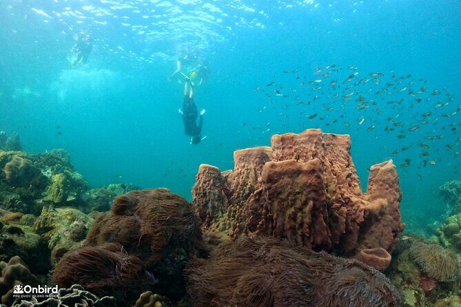 OnBird - PRIVATE ADVENTURE SNORKELING - explore Half-moon reef & Coral Mountain - Value and Practicality