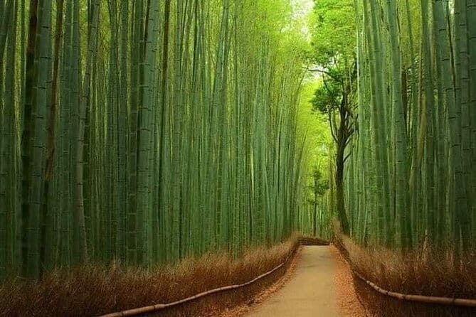 Osaka/Kyoto and Nara private tour with English speaking Guide - Who Is This Tour Best For?