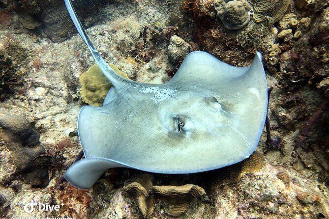 PADI Open Water Diver Course in Bayahibe - Detailed Itinerary Breakdown