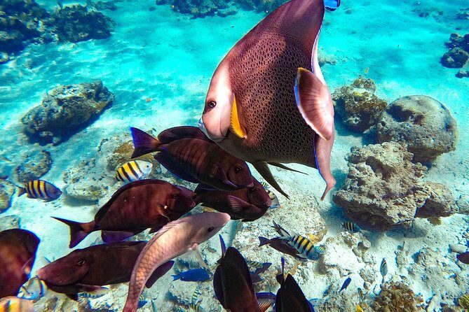 Pearl Island Bahamas Snorkeling Experience and Lunch - Final Thoughts