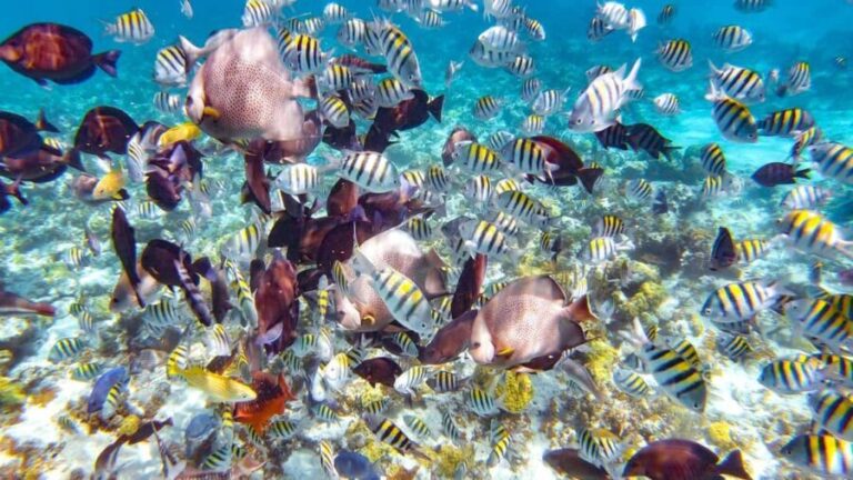 Pearl Island Beach: Full-day Snorkelling with Lunch - An In-Depth Look at Pearl Island Beach Tour