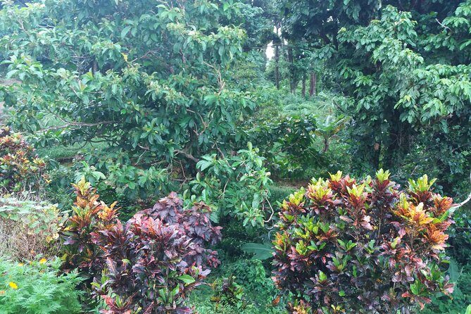 Pepper's Choice : Waterfalls, Sulphur Spa & Black Sand Beach - The Real Experience: What Travelers Say