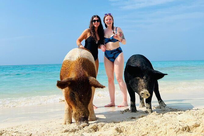 Perfect Day Swimming Pigs, Turtles, Reef Snorkel & Lunch - Interacting with the Pigs