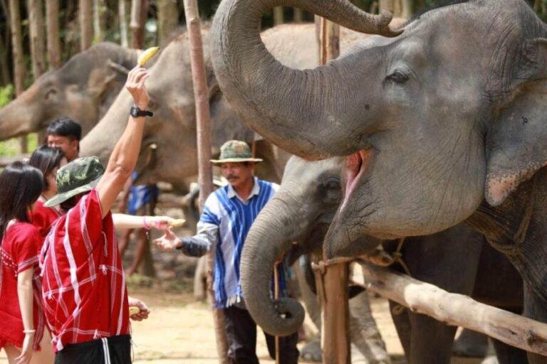 Phuket: Elephant Experience with Lunch or Dinner and Pickup - What to Expect: An Action-Packed Day with Elephants