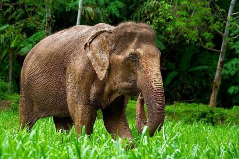 Phuket: Elephant Nature Reserve Entry Ticket and Guided Tour - The Real Value of the Tour