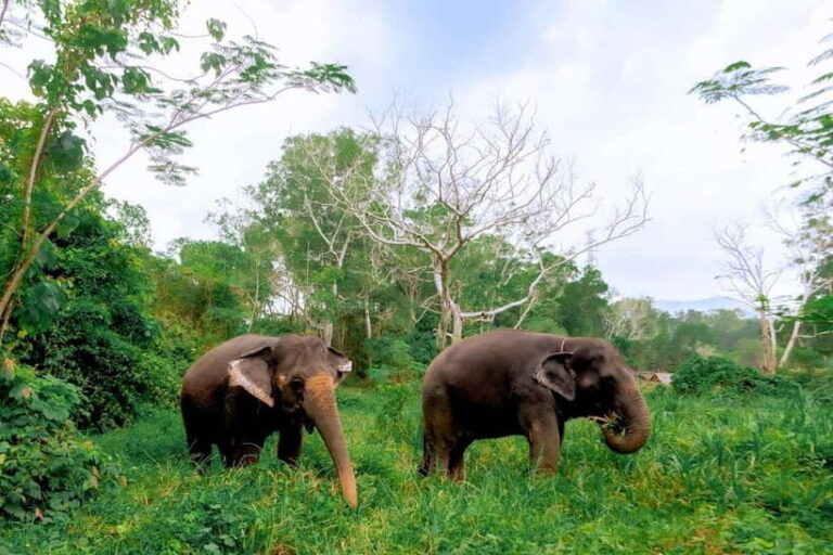 Phuket: Elephant Sanctuary Feed and Bathe Gentle Giants - What’s Included and What to Be Aware Of
