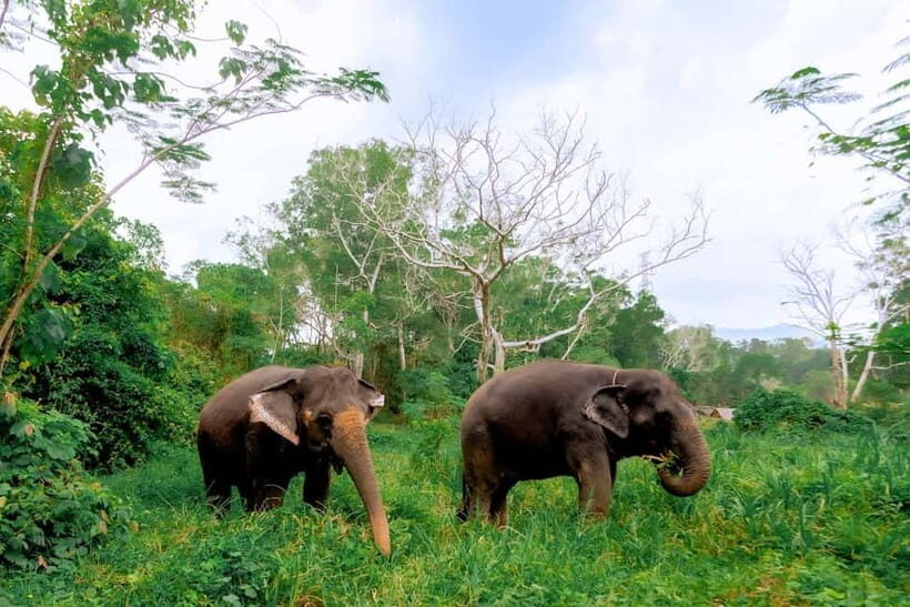 Phuket: Elephant Sanctuary Feed and Bathe Gentle Giants - What’s Included and What to Be Aware Of