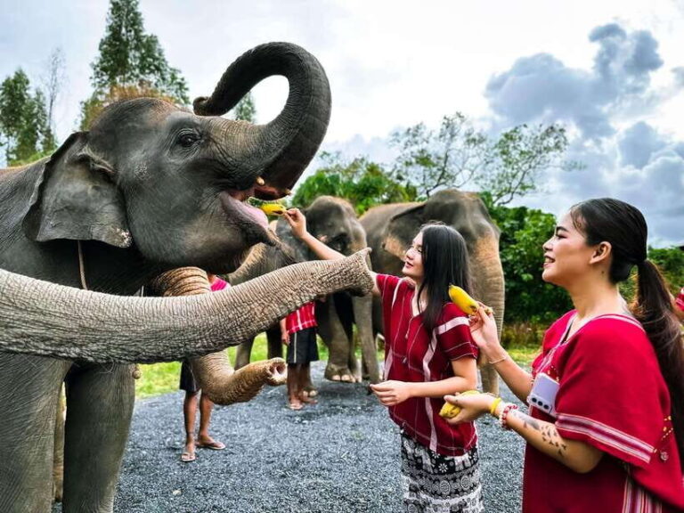 Phuket : Experience feeding and bathing elephants 1.5 Hrs. - The Experience’s Strengths and Handicaps