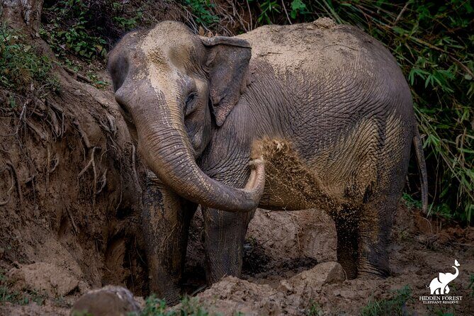 Phuket: Hidden Forest Elephant Reserve Guided Tour with Lunch - Transport, Group Size, and Comfort