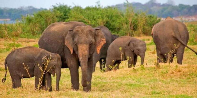 Pottuvil Lagoon Eco Tour : Mangrove Adventure in Arugam Bay - Who will enjoy this tour?