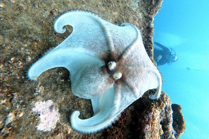 Private First-Time Dive on Arubas Reef and Wreck Site - The Marine Environment and Sightseeing
