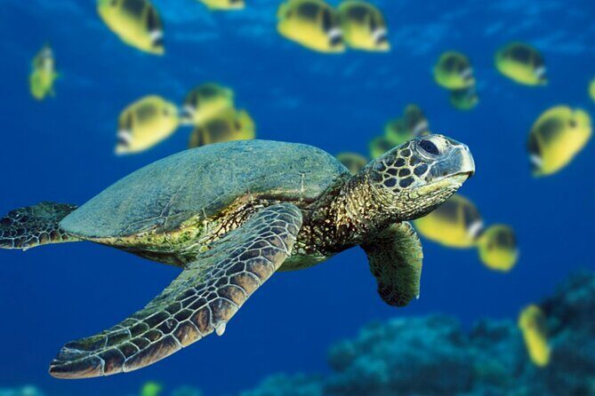 Private Full-Day Catamaran Sailing Charter in St Maarten - Frequently Asked Questions